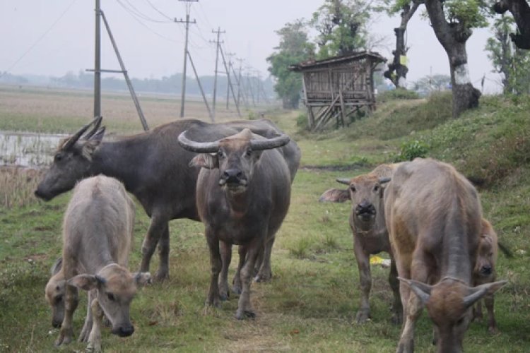 Bulog Bakal Impor Daging Kerbau Ton Untuk Penuhi Kebutuhan Saat