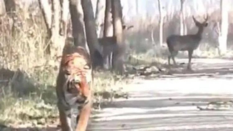 Harimau Pemakan Manusia Ditembak Mati di India