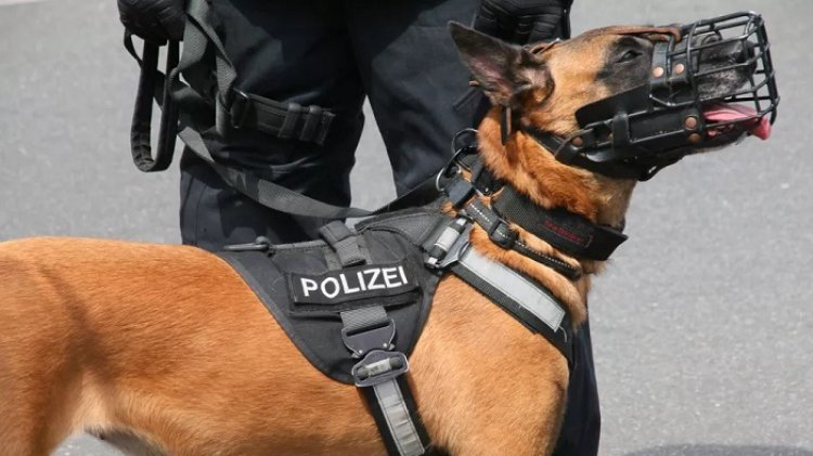 Waduh! Pria di Jerman Gigit Anjing Polisi Gegara Dilerai Saat Berselisih