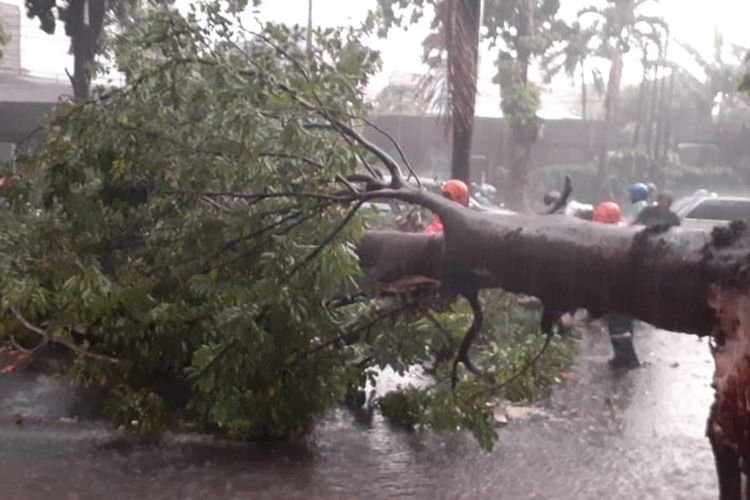 Miris! Pemotor di Cibinong Bogor Tertimpa Pohon Tumbang Saat Hujan Deras