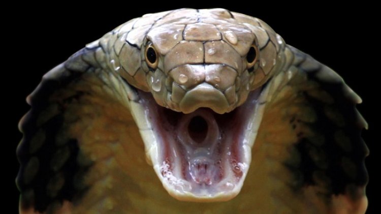 Tragis! Pawang Ular di Trenggalek Tewas Dipatuk King Cobra yang Dipelihara 5 Tahun
