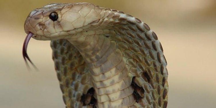 Warga di Kabupaten Bogor Hubungi Damkar Usai Lihat Kobra di Pekarangan Rumah