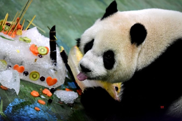 ‘Tuan Tuan’ Panda Raksasa Taiwan dalam Keadaan Buruk, Orang-orang Prihatin-Khawatir
