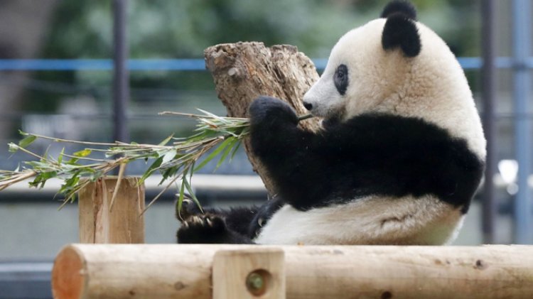 Kebun Binatang Ueno Jepang Rayakan Peringatan 50 Tahun Kedatangan Panda Raksasa