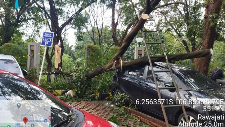 Pohon Tumbang Timpa 7 Mobil dan 1 Motor di Area Parkir Apartemen Kalibata City