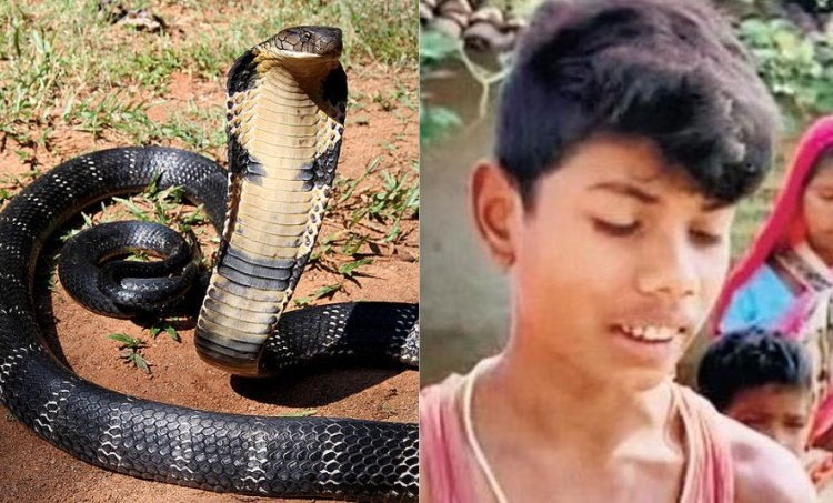 Wow! Anak Laki-laki di India Gigit Ular Kobra yang Menyerangnya hingga Mati