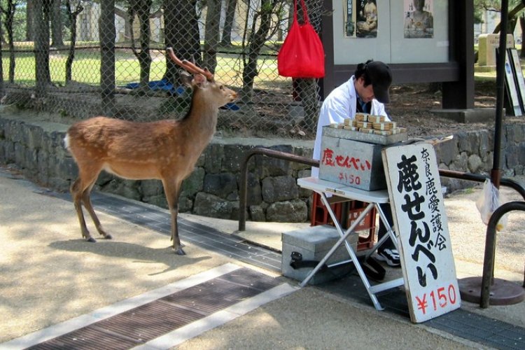 Vending Mechine Unik Berisi Makanan Rusa di Jepang
