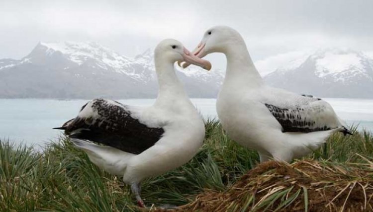 Telur Burung Albatross Langka di Selandia Baru Menghilang Tanpa Jejak