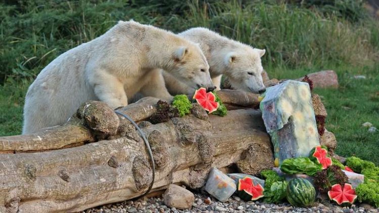 Beruang Kutub Kembar di Kebun Binatang Jerman Rayakan Pesta Ulang Tahun Pertamanya