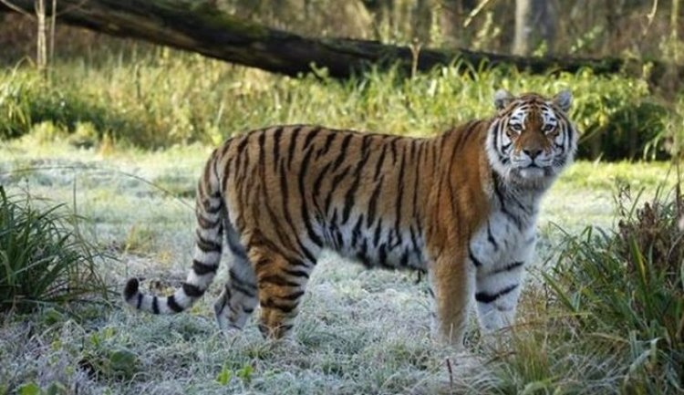 Harimau Siberia Liar "Check In" Tujuh Kali Tahun Ini di Distrik Hutan Muling Longjiang Sengong
