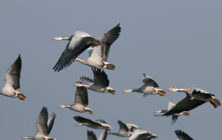 Menyaksikan Migrasi Burung Pada Musim Semi di Wetland Park