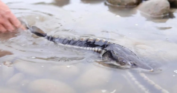 9 Tersangka Illegal Fishing Ditangkap, 4 Sturgeon Sungai Yangtze Selamat dan 6 Mati