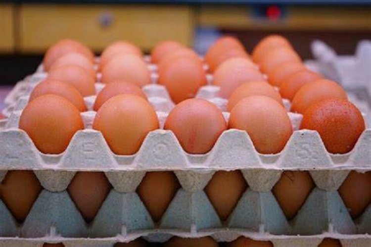 Inggris Kekurangan Pasokan Telur Gara-gara Wabah Flu Burung