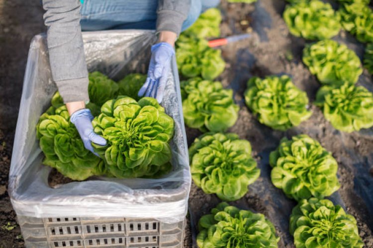 Pemerintah Provinsi Henan Kenalkan 10 Langkah Untuk Promosi Sayuran