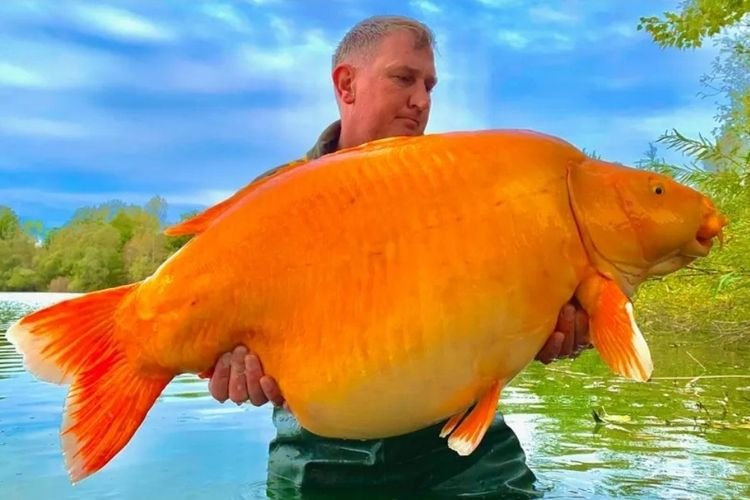 Ikan Mas Terbesar di Dunia dengan Bobot Capai 30 Kg, Berhasil Dipancing di Danau Prancis