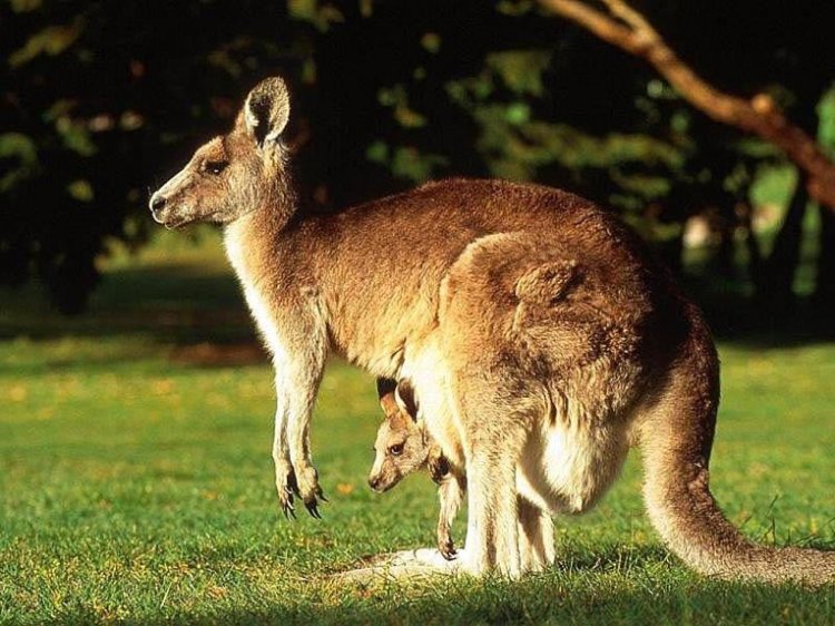 Sedih, 4 Kangguru di Kebun Binatang Jerman Mati Dibunuh Seekor Rubah