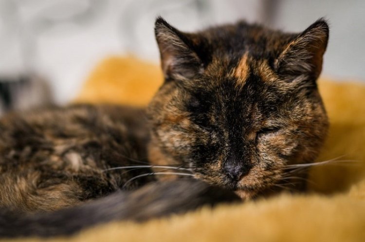 Flossie, Kucing Tertua di Dunia yang Masih Hidup hingga Kini