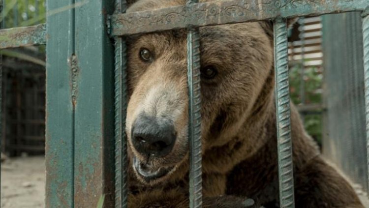20 Tahun Jadi Beruang Restoran, Organisasi Perlindungan Hewan dari Austria Lakukan Penyelamatan