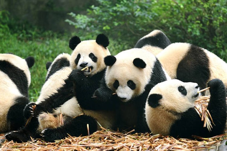 Paviliun China COP15 Rayakan Hari Tema Kampung Halaman Panda Raksasa