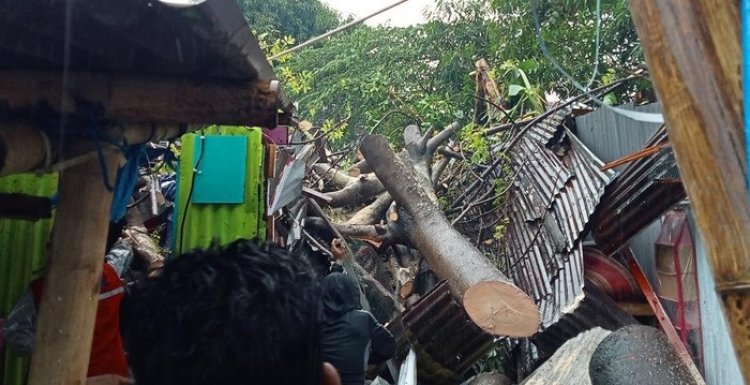 Rumah di Makassar Tertimpa Pohon Tumbang, Pemilik Rumah Asik Merokok Saat Dievakuasi