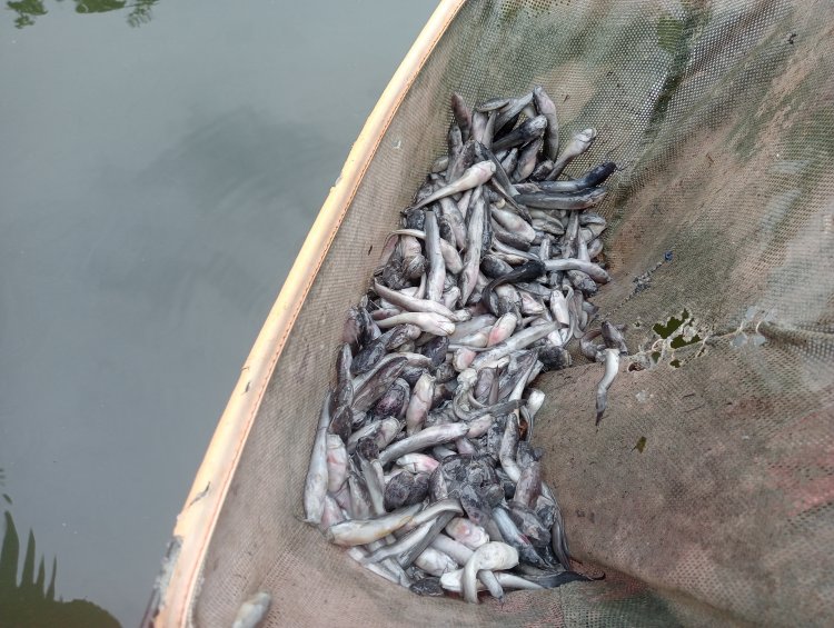 Memilukan, Ribuan Ikan Lele Milik Peternak di Magetan Mati Terdampak Cuaca Ektrims