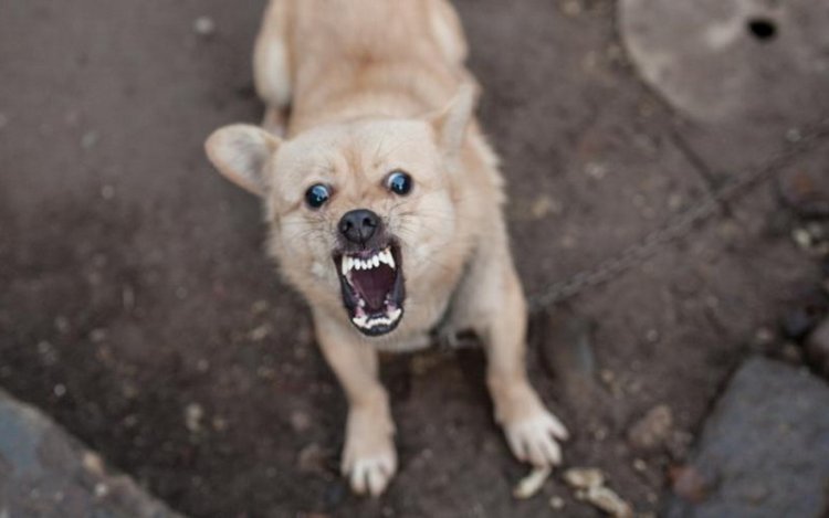 Anjing Rabies di Bali Serang WNA dan Warga Lokal