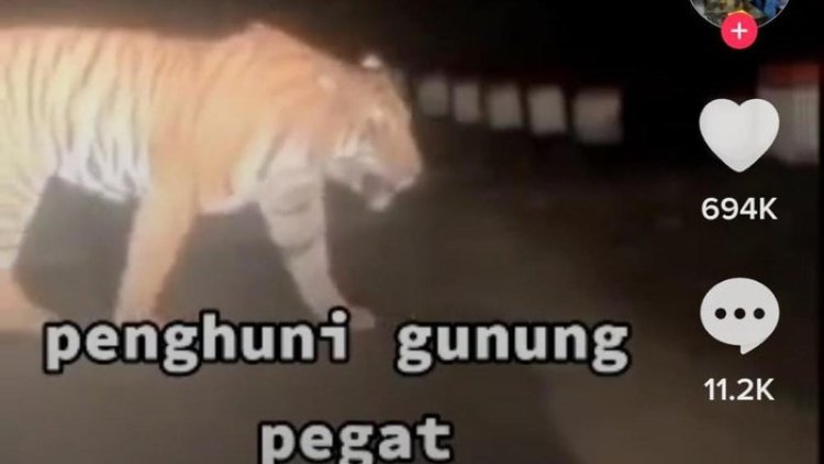 Viral! Seekor Harimau Melintas di Kawasan Gunung Pegat Wonogiri, Kominfo: Hoax