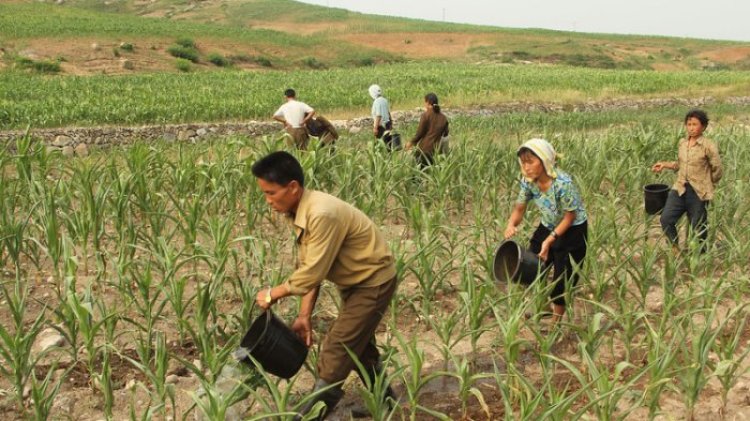 Rezim Kim Jong Un Dikritik Gegara Utamakan Pakan Ternak daripada Makanan Rakyat