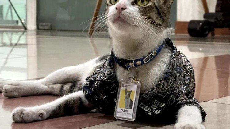 Viral! Kucing Ini Jadi ‘Pegawai’ Bank hingga Kementerian, Intip Jabatannya