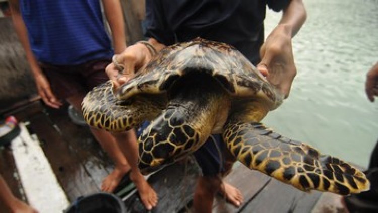Duh! Penyu Hijau Ditemukan Mati di Tumpukkan Sampah di Pantai Bali