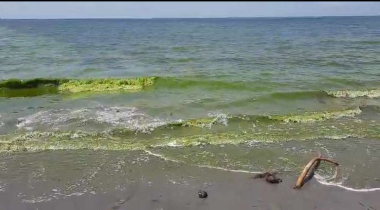 Warga di Selayar Sulsel Kaget Mengetahui Air Laut Berubah Jadi Warna Hijau dan Berbau Nyengat