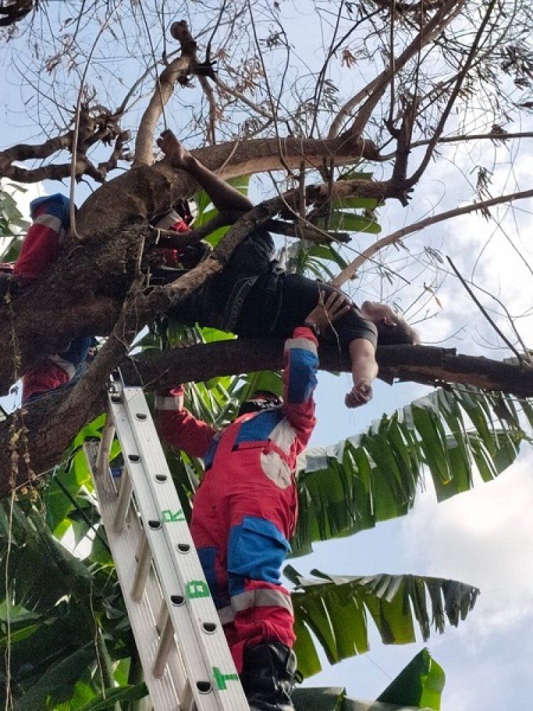 Damkar Evakuasi Pria Mabuk yang Tidur Diatas Pohon Gegara Halusinasi Saat Mabuk
