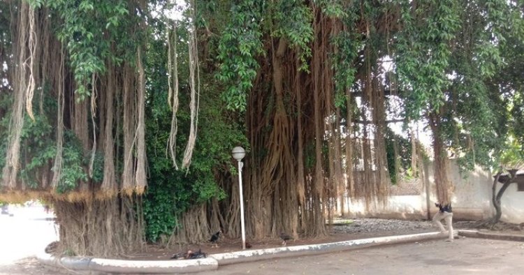 Cirita Dibalik Pohon Beringin di Situs Kemiri Desa Sarirejo Pati