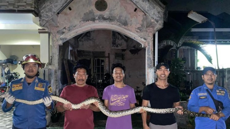 Geger! Ular Sanca Sepanjang 2,5 M Ditemukan di Teras Rumah Warga Desa Limusnunggal Bogor