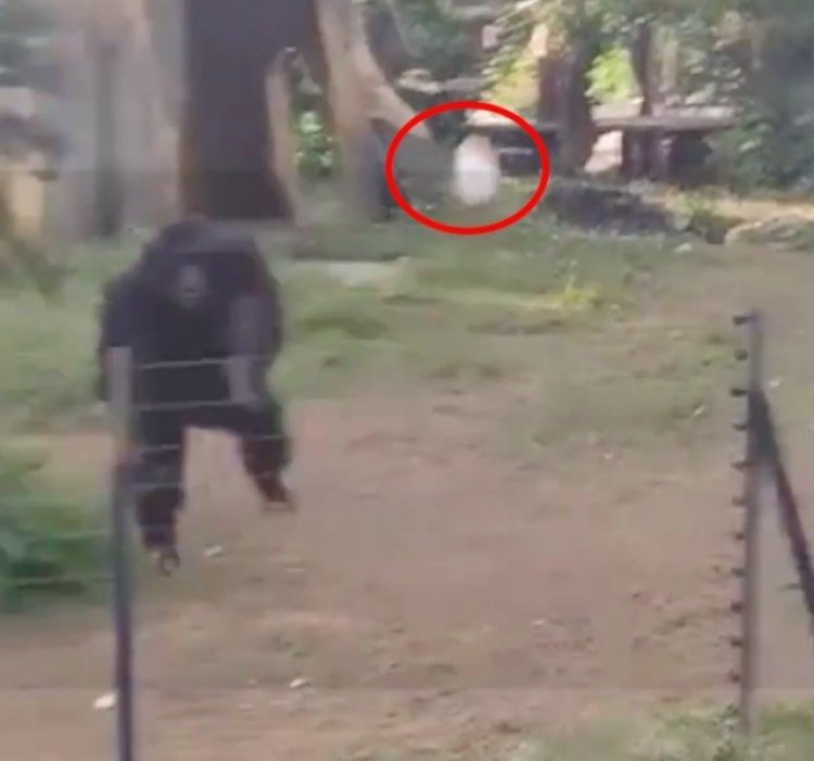 Seorang Wisatawan Terluka di Bagian Dahi Usai Dilempar Botol oleh Gorilla