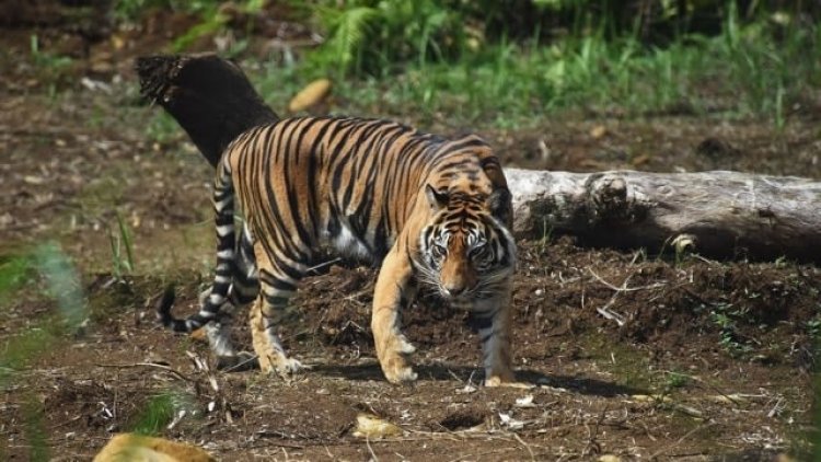 4 Warga Aceh Diterkam Harimau Saat Antar Bekal ke Ranger Hutan