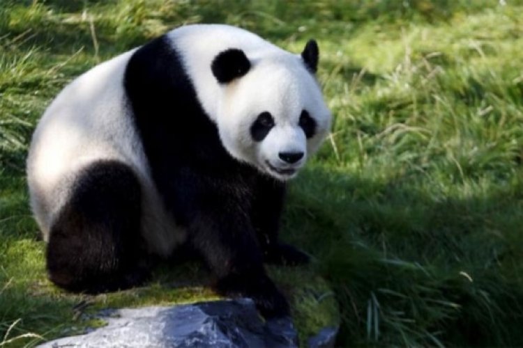 Wah! Tiongkok Bakal Bangun Taman Penelitian Ilmiah dan Basis Penangkaran Panda