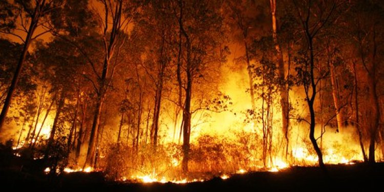 Waduh! Chile Dilanda Kebakaran Hutan, Lahan Diperkirakan Seluas 2 Kali Depok