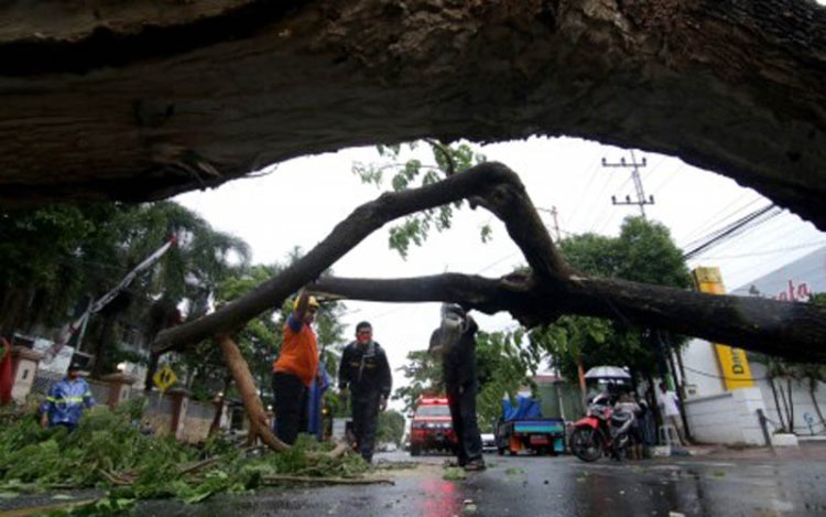 Hujan Disertai Angin Kencang Terjadi di Jakarta, 3 Pohon Tumbang