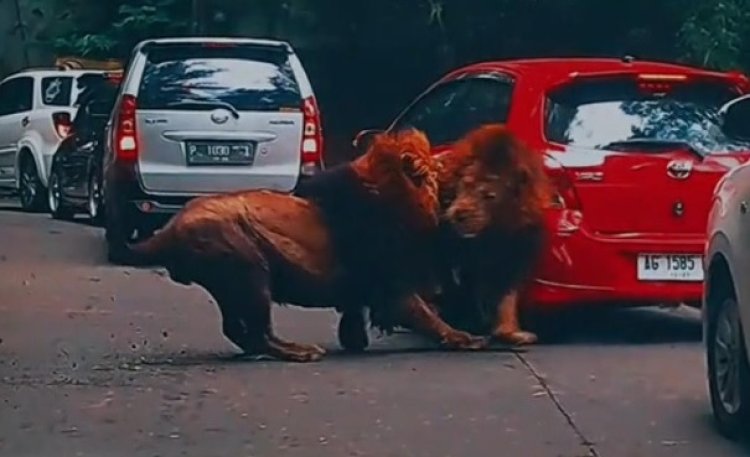 Detik-detik 2 Singa Taman Safari Prigen Berkelahi hingga Tabrak Mobil Pengunjung