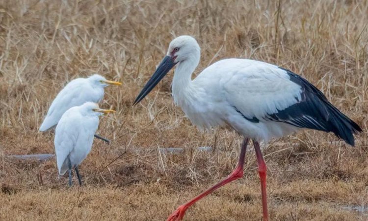 Bangau Putih, Burung Khas China yang Kini Muncul di Fujian