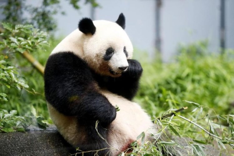 Panda Raksasa Xiang Xiang Akan Kembali Pulang ke China