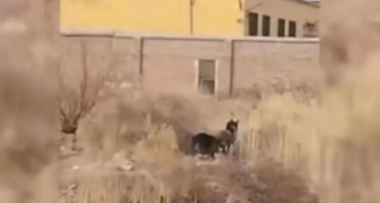 Duh! Pasangan Lansia di China Diserang Anjing Ganas, Sang Istri Tewas di Tempat