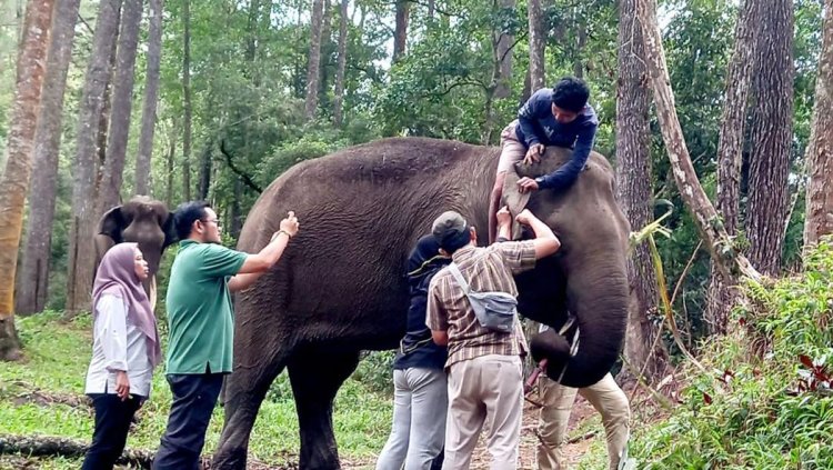 Gajah Sumatera di Simalungun Mati Akibat Malnutrisi