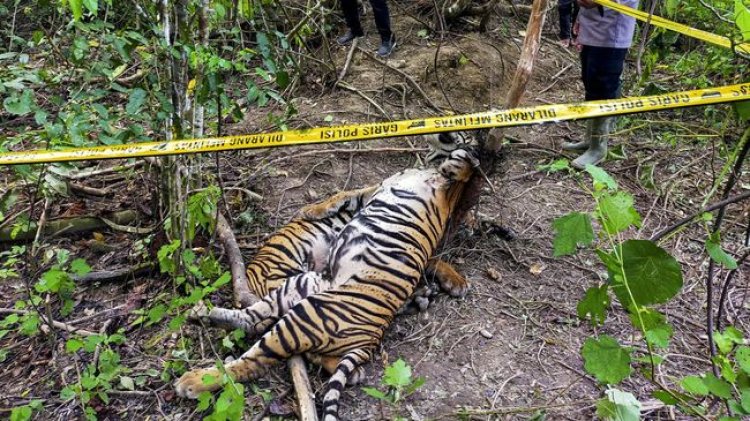 Waduh! Diduga Diracun, Seekor Harimau Ditemukan Tewas di Aceh