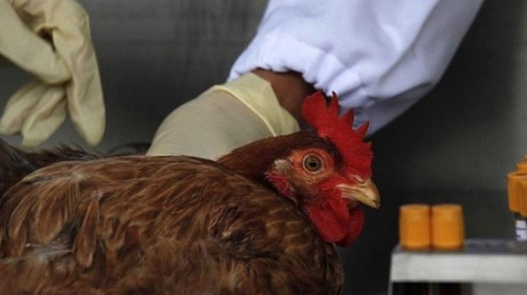 WHO Serius Tangani Kasus Flu Burung di Kamboja, Khawatir Berisiko Jadi Next Pandemi