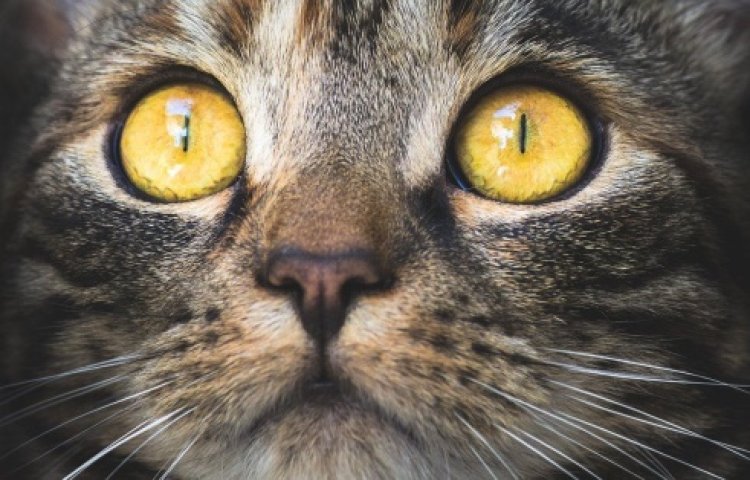 Organisasi Pecinta Hewan di Suzhou Tahan dan Intrograsi Perdagangan Kucing