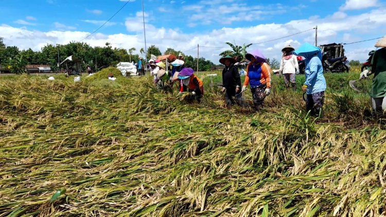 Petani Ngawi Menjerit, Pupuk Subsidi Sulit Hasil Panen Turun Harga Jual Anjlok