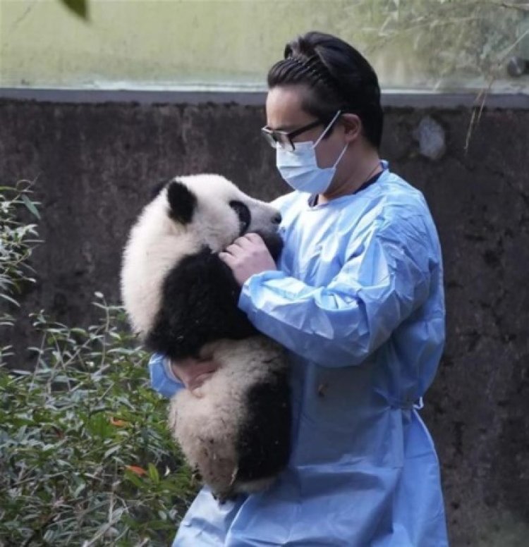 Duh! Anak Panda Raksasa Disiram Air Dingin Oleh Wisatawan