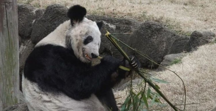 Kebun Binatang Beijing Kirim Dokter Hewan ke Amerika untuk Panda Yaya